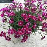 Dianthus barbatus Цвят