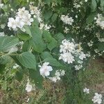 Philadelphus coronariusFlower