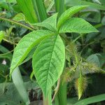 Distimake aegyptius पत्ता
