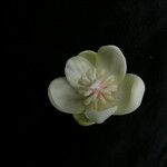 Schisandra grandiflora Virág