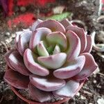 Echeveria elegans पत्ता