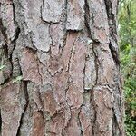 Pinus taeda Bark