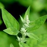 Chenopodium album Folla