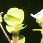 Bacopa salzmannii Kvet