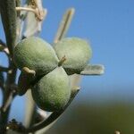 Cneorum pulverulentum Fruit