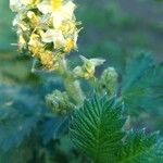 Leucosidea sericea Çiçek