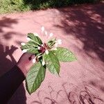 Clerodendrum capitatum Blatt