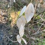 Lunaria rediviva फल