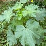 Malva parviflora Folha