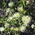 Clematis lasiantha Fruit