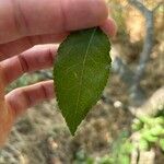 Zanthoxylum clava-herculis Hoja