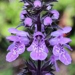 Stachys palustris Λουλούδι