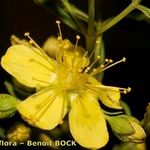 Hypericum hyssopifolium Цвят