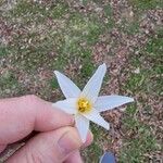 Erythronium albidum Kwiat
