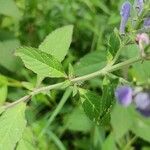 Scutellaria incana Blatt