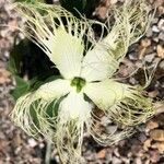 Trichosanthes kirilowii Blüte