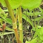 Rumex conglomeratus Escorça