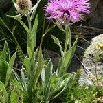 Centaurea uniflora Habit