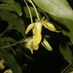 Guatteria dolichopoda Квітка