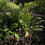 Asplenium stuhlmannii Leaf