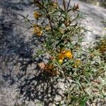 Podolobium ilicifolium Hábito