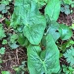 Arum cylindraceumপাতা