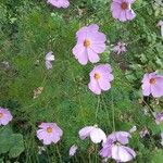 Cosmos bipinnatusКветка