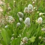 Plantago lagopusFlower