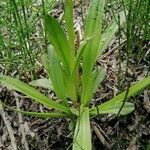 Dactylorhiza incarnata 葉