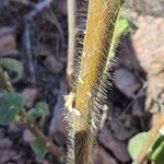 Abutilon palmeri (Corteza)