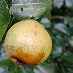 Pyrus cordata Fruto