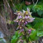 Epipactis helleborineFlor