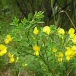 Cytisus emeriflorus Květ