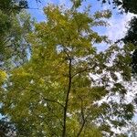 Robinia pseudoacacia葉