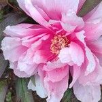 Paeonia × suffruticosa Λουλούδι