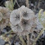 Lomelosia stellata ഫലം