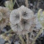 Lomelosia stellata Mbuma