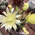 Ferocactus hamatacanthusപുഷ്പം