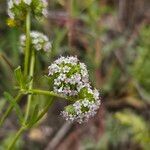 Valeriana coronata 花