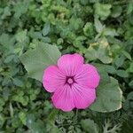 Malva trimestrisFlower