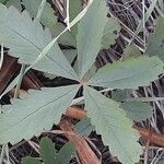 Potentilla simplex Leaf