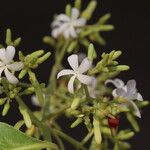 Diplorhynchus condylocarpon Blüte