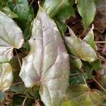 Epimedium acuminatum Leaf