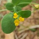Coronilla scorpioides Flower