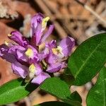 Polygala californica 花