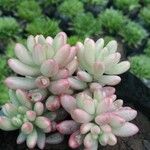 Sedum pachyphyllum Folha