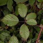 Rubus bifrons 葉