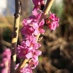 Daphne mezereum Flower