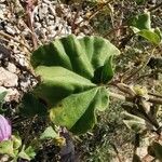 Lavatera arborea 葉