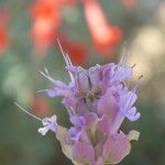 Salvia pachyphylla Flor